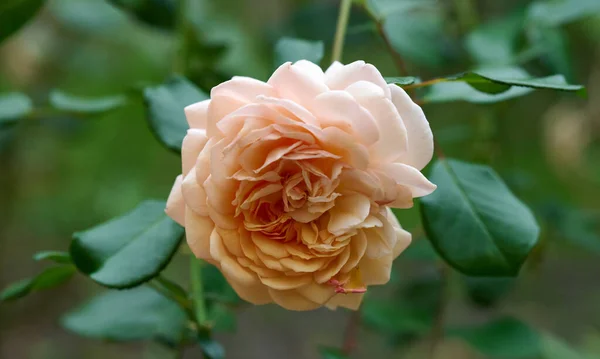 Knopp Blommande Rosa Ros Trädgården Sommardag Gröna Blad Runt — Stockfoto