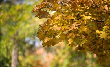 Sarı yapraklı akçaağaç dalları, Sonbahar şehir parkı güneşte ağaçlarda sararmış yapraklar, gündüz