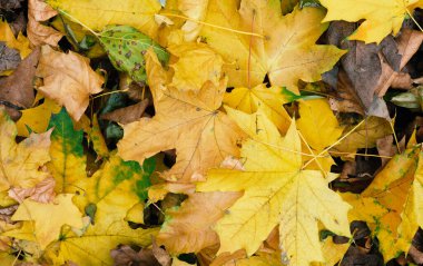 Sarı kuru akçaağaç yaprakları yerde, üst manzara