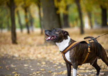 Amerikan Pitbull Terrier köpeğinin tasması sonbahar parkında duruyor ve yana bakıyor. Ağız açık, cici köpek.