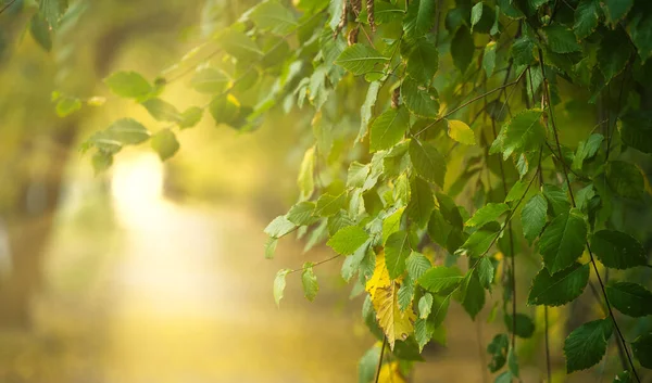 Κλαδί Φτελιάς Πράσινα Φύλλα Στις Ακτίνες Του Ήλιου Που Δύει — Φωτογραφία Αρχείου