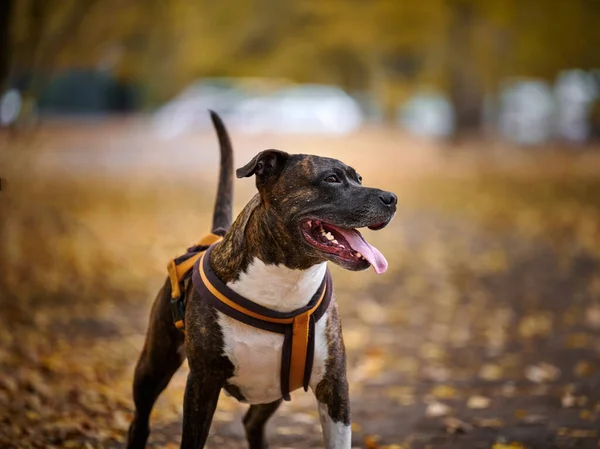 Adult Brown American Pit Bull Terrier Stands Autumn Park Looks — Stock Photo, Image