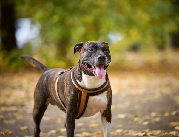 Dog American Pit Bull Terrier Stands Autumn Park Looks Camera — Stock Photo, Image