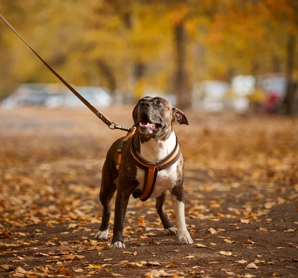 Американская Собака Питбуль Терьер Поводке Стоит Осеннем Парке Смотрит Вперед — стоковое фото