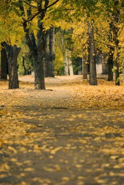 Ağaçları ve çalıları olan sonbahar parkı, yerde sarı yapraklar. Yol, seçici odak noktasına doğru gidiyor.