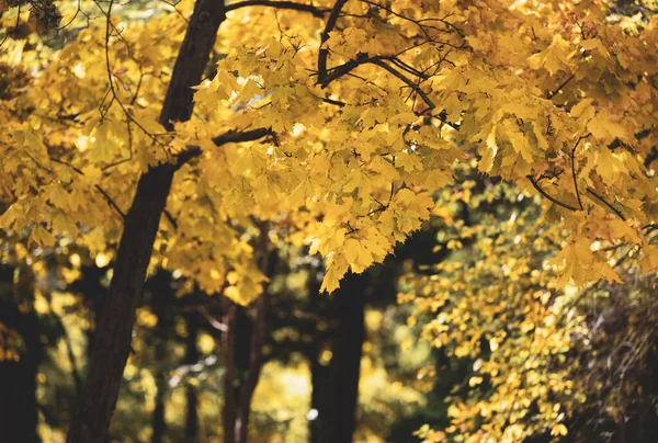 Klon Żółtymi Liśćmi Jesiennym Parku Jesień — Zdjęcie stockowe