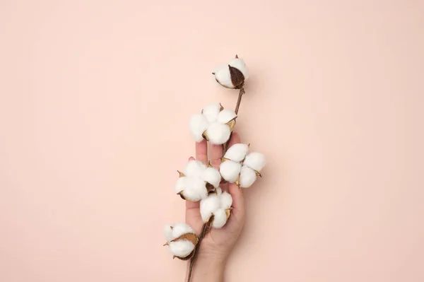 Female Hand Holding Twig Cotton Flowers Beige Background Close — Stock Photo, Image