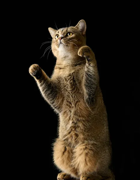 Μια Ενήλικη Γκρι Γάτα Σκοτσέζικη Ίσια Τσιντσιλά Στέκεται Στα Πίσω — Φωτογραφία Αρχείου