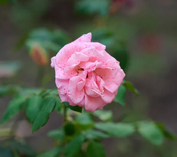 Rama Con Capullos Rosados Florecientes Hojas Verdes Cerca —  Fotos de Stock