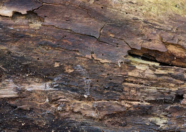 Κορμός Του Δέντρου Τρώγεται Από Σκουλήκια Κούτσουρο Έπεσε Στο Έδαφος — Φωτογραφία Αρχείου