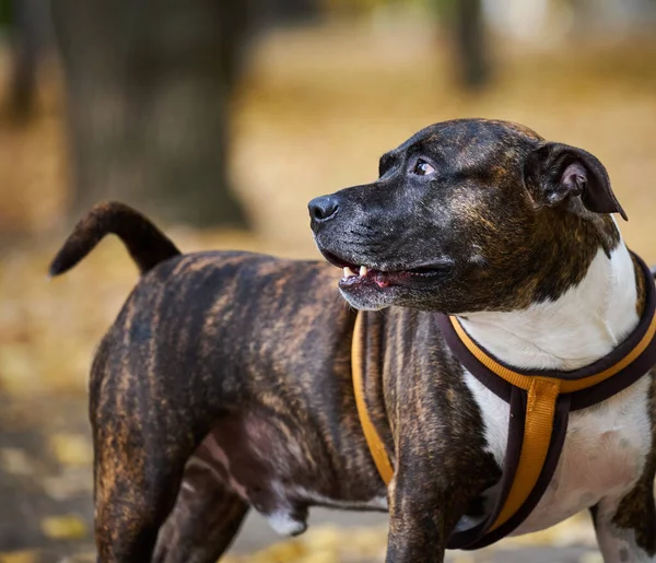 Dospělý Hnědý Americký Pitbulteriér Stojí Podzimním Parku Dívá Stranou — Stock fotografie