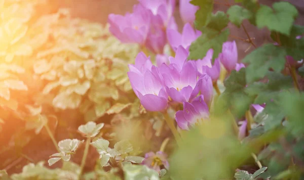 Blühende Krokusse Garten Einem Sommertag — Stockfoto
