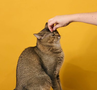 Yetişkin gri kedi, kısa saçlı, düz kulaklı İskoç, sarı arka planda oturuyor. Bir kadının eli bir hayvanın kafasını okşuyor.