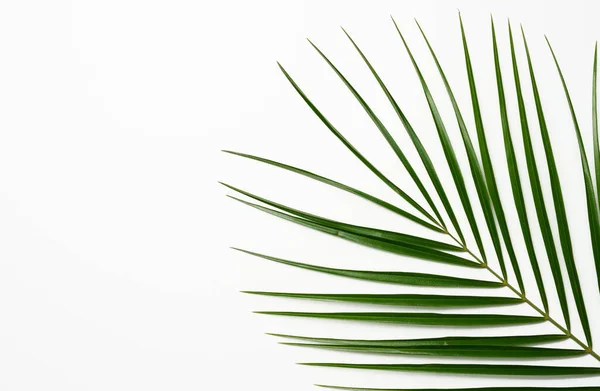Зеленый Лист Пальмы Белом Фоне Вид Сверху Место Копирования — стоковое фото
