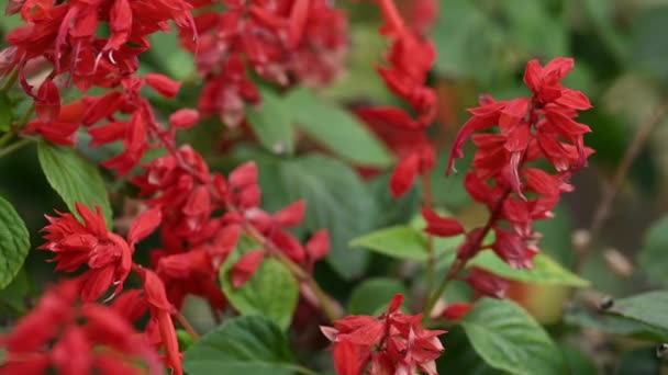 Salvia Divinorum Jardín Con Flores Rojas Florecientes Hojas Verdes Día — Vídeos de Stock