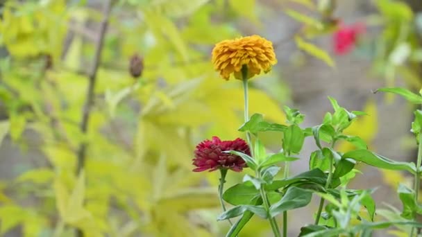 Квітуча Жовта Квітка Цинія Саду Літній День Вибірковий Фокус — стокове відео