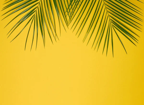 Green Leaf Palm Tree Yellow Background View Copy Space — Stock Photo, Image