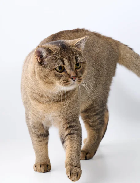 Yetişkin gri kedi beyaz arka planda yürür ve kameraya bakar.