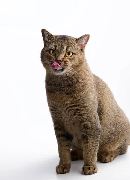 Adulto Jovem Gato Escocês Linha Reta Senta Fundo Branco Lambe — Fotografia de Stock