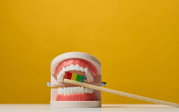 Plastic Model Human Jaw White Teeth Wooden Toothbrush Yellow Background — Stock Photo, Image