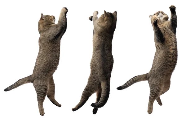 Взрослый Серый Кот Scottish Straight Играет Белом Фоне Прыгает Животное — стоковое фото