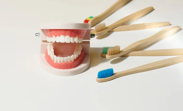 塑料模型 人的下巴 白色的牙齿和木制的牙刷 白色的背景 口腔卫生 — 图库照片