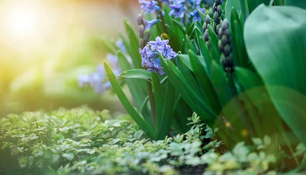 Jacinto Azul Floreciente Jardín Una Tarde Soleada Verano Enfoque Selectivo —  Fotos de Stock