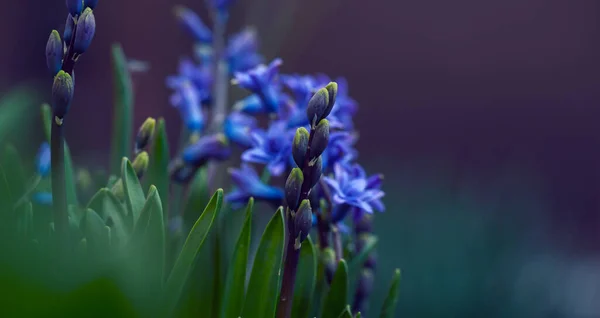 Giacinto Blu Fiorito Giardino Pomeriggio Sole Estivo Focus Selettivo — Foto Stock