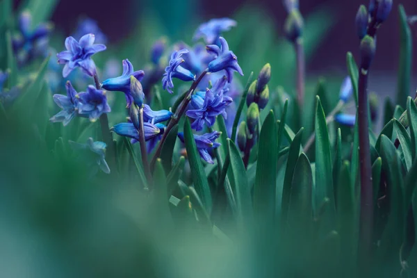 Blühende Blaue Hyazinthe Garten Einem Sonnigen Sommernachmittag Selektiver Fokus — Stockfoto