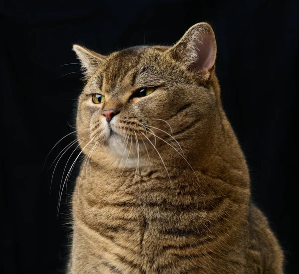 Yetişkin Gri Kedi Skoç Düz Siyah Arka Planda Oturur Üzgün — Stok fotoğraf