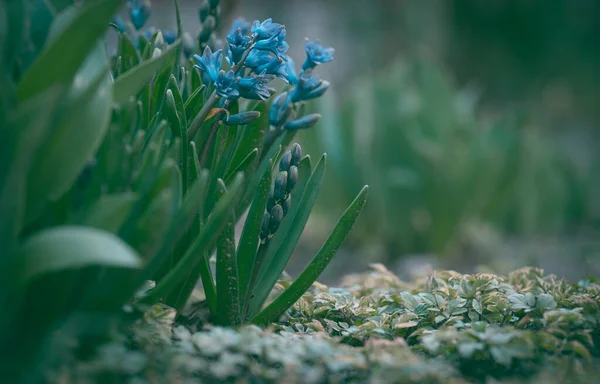 Giacinto Blu Fiorito Giardino Pomeriggio Sole Estivo Focus Selettivo — Foto Stock