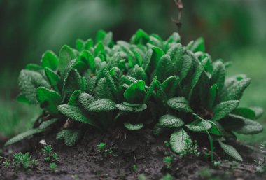 Baharda bahçesinde büyük yeşil yapraklı Primula acaulis çalısı.