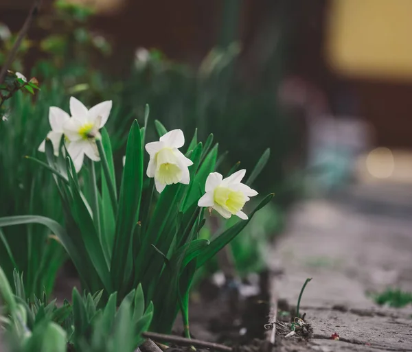 Narcis Struik Met Groene Bladeren Gele Bloem Tuin — Stockfoto