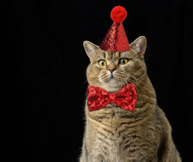 an adult gray cat in a red shiny cap and a bow tie around his neck. The animal sits with a funny serious muzzle on a black background
