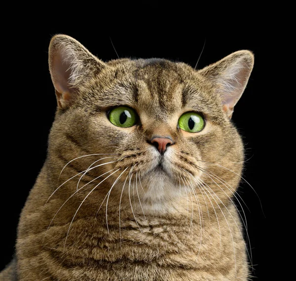成年灰猫苏格兰直坐在黑色背景上 悲伤和愤怒的口吻 绿眼睛 — 图库照片