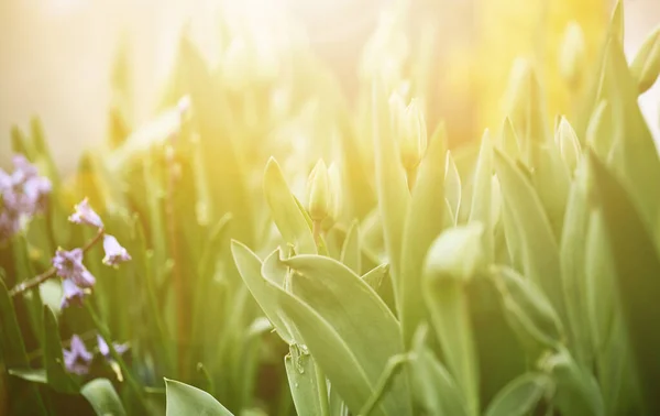 Bocciolo Tulipano Non Soffiato Giardino Vicino — Foto Stock