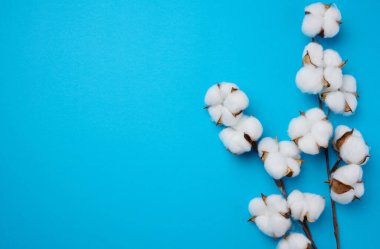 Cotton flower on a blue paper background, overhead. Minimalism flat lay composition, copy space