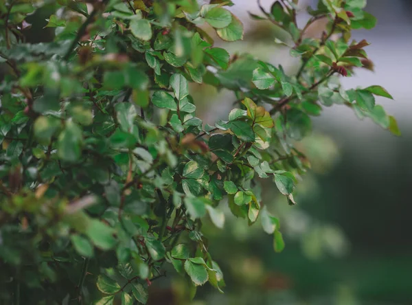 Rose Bush Green Leaves Garden Spring Day — Stockfoto
