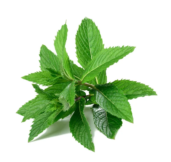 Sprig Menta Piperita Con Foglie Verdi Uno Sfondo Bianco Isolato — Foto Stock