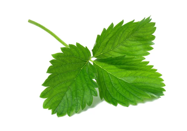 Hoja Fresa Verde Aislada Sobre Fondo Blanco — Foto de Stock