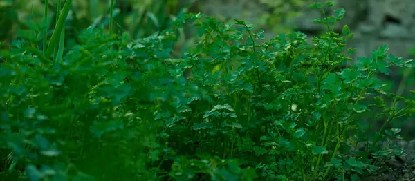 Crescente Salsa Verde Jardim Foco Seletivo — Fotografia de Stock