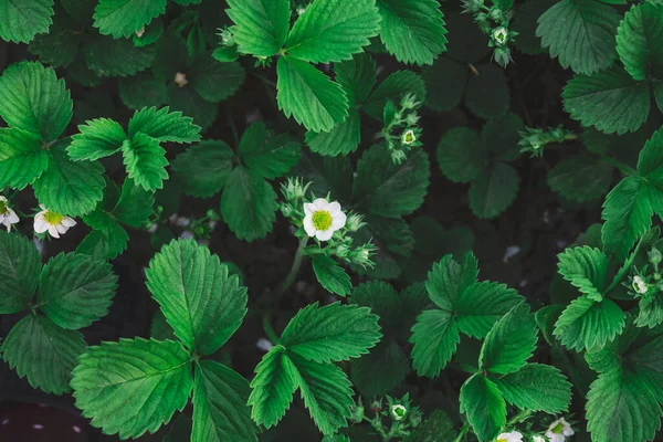 Φράουλα Θάμνος Πράσινα Φύλλα Και Λευκά Λουλούδια Στον Κήπο Λαχανικών — Φωτογραφία Αρχείου