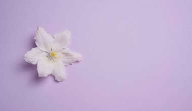 Mor arka planda beyaz klematis çiçeği, üst manzara. Boşluğu kopyala