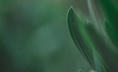 Bahçede yeşil yaprak, seçici odak