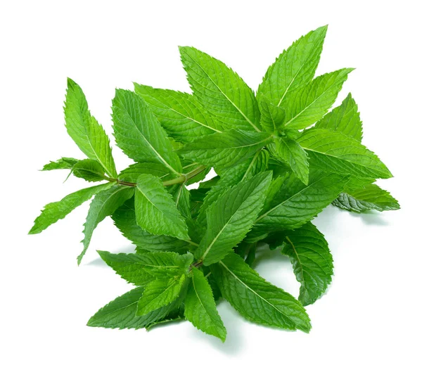 Zweig Pfefferminze Mit Grünen Blättern Auf Weißem Isoliertem Hintergrund Kulinarische — Stockfoto
