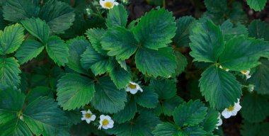 Yeşil yapraklı çilek çalısı ve sebze bahçesinde beyaz çiçekler, meyve yetişiyor. Üst görünüm