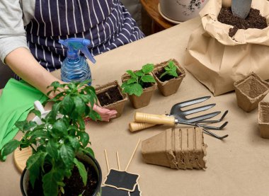 Bir kadın yeşil filizli karton bir fincana toprak döküyor. Evde büyüyen bitkiler, üst manzara