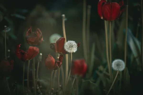 Rote Tulpen Und Löwenzahn Garten Einem Sommerabend — Stockfoto