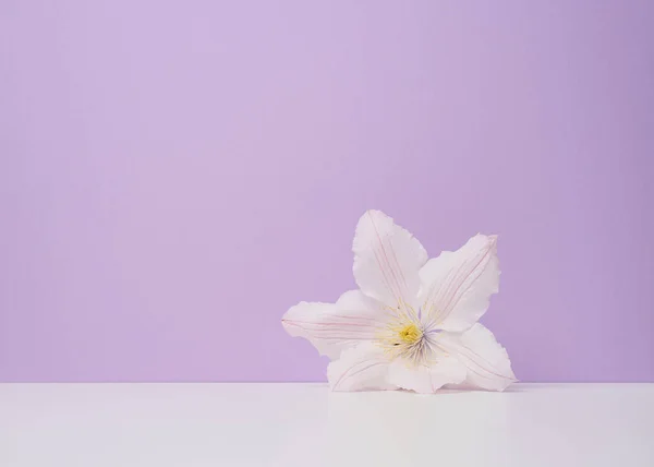 Flor Blanca Clematis Sobre Fondo Papel Púrpura Espacio Para Copiar —  Fotos de Stock