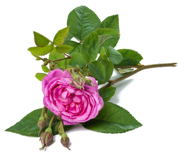 Blühende Rosa Rosenknospe Mit Grünen Blättern Auf Weißem Hintergrund Schöne — Stockfoto